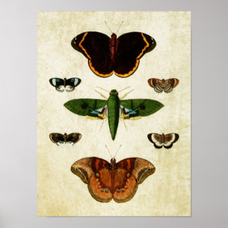 vlinderdruk 184 poster