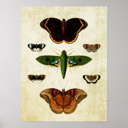 vlinderdruk 184 poster (Voorkant)