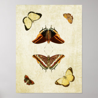 vlinderdruk 186 poster