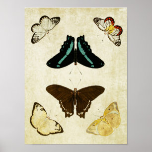 vlinderdruk 187 poster