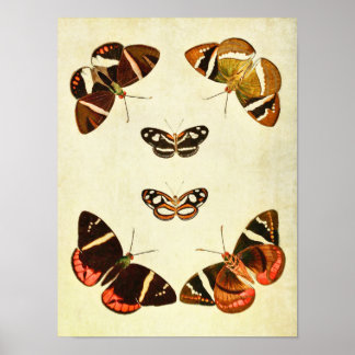 vlinderdruk 223 poster