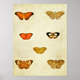 vlinderdruk 238 poster