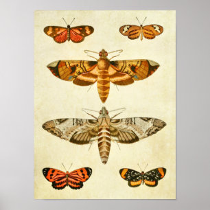 vlinderdruk 246 poster
