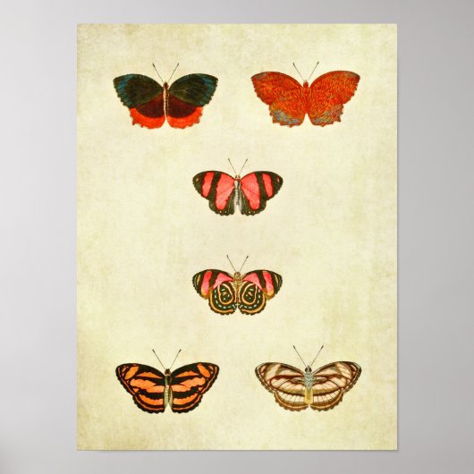 vlinderdruk 256 poster (Voorkant)