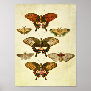 vlinderdruk 265 poster