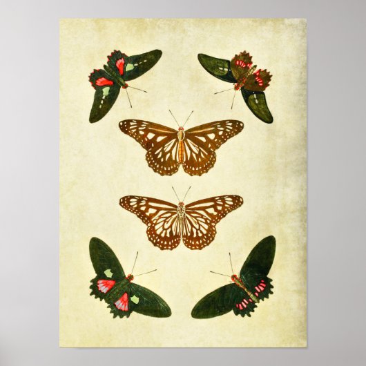 vlinderdruk 279 poster (Voorkant)