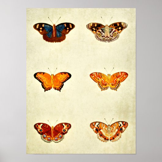 vlinderdruk 281 poster (Voorkant)