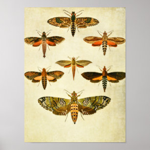 vlinderdruk 301 poster