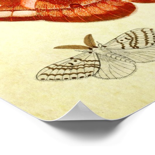 vlinderdruk 322 poster (Hoek)