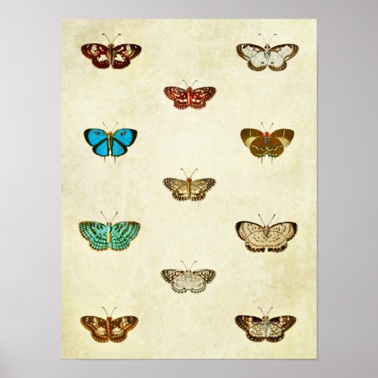  vlinderdruk 334 poster (Voorkant)