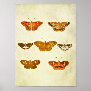 vlinderdruk 342 poster