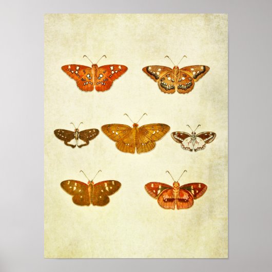  vlinderdruk 342 poster (Voorkant)