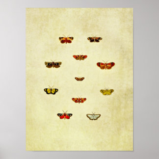 vlinderdruk 348 poster