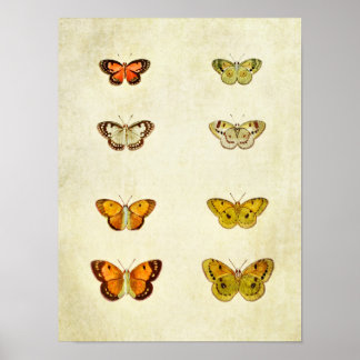 vlinderdruk 351 poster