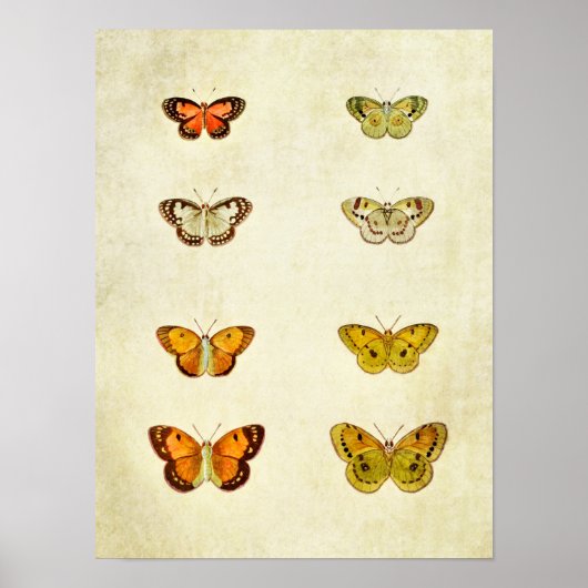 vlinderdruk 351 poster (Voorkant)