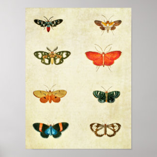 vlinderdruk 368 poster