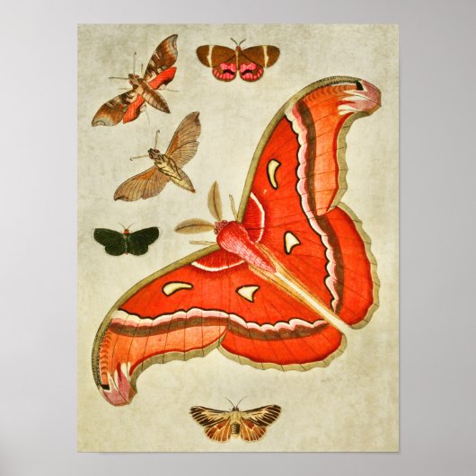 vlinderdruk 381 poster (Voorkant)