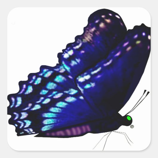 Vlinderenvelop afdichtingen vierkante sticker (Voorkant)