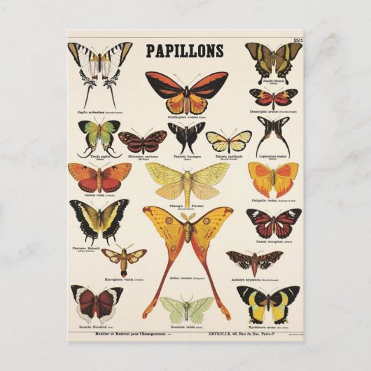 Vlinderillusie Briefkaart (Voorkant)