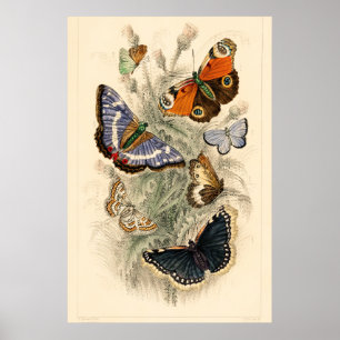 vlinderillustratie door Oliver Goldsmith Poster
