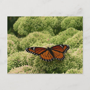 Vlinderkoning Schoon Natuurfotografie Briefkaart