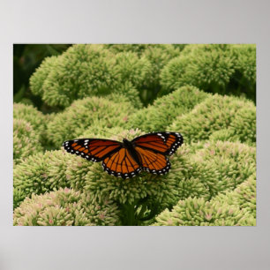 Vlinderkoning Schoon Natuurfotografie Poster