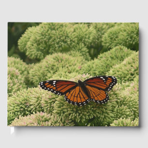 Vlinderkoning Vlinder Schoon Natuur Fotografie Gastenboek