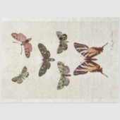 vlindermazen voor botanische vlinder tissuepapier (Voorkant)