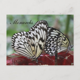 Vlindermonarch # 5 briefkaart