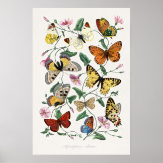 Vlindermuurkunstposters Vintage stijl kunst Poster