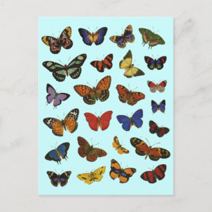 Vlinderpatroon – Natuur geïnspireerde botanische a Briefkaart
