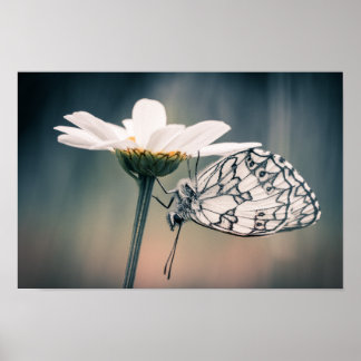 Vlinderposter Demi-deuil Poster