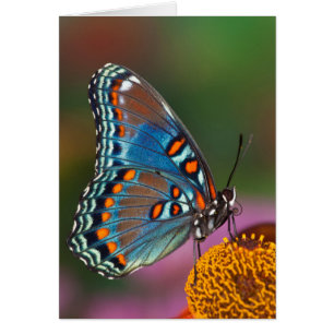 Vlinderprofiel op een bloem
