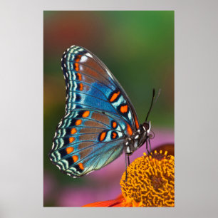 Vlinderprofiel op een bloem poster