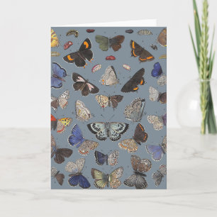 Vlinders, 1842 kaart