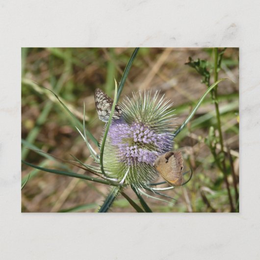 Vlinders Briefkaart (Voorkant)