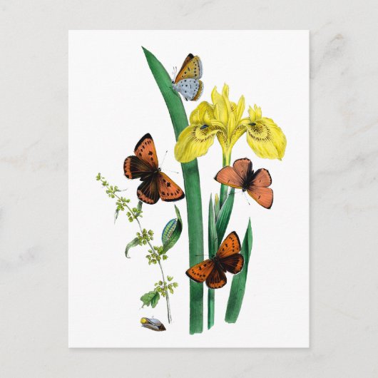 Vlinders en gele iris briefkaart (Voorkant)