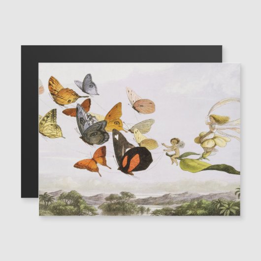 vlinders en lichte oude illustratie (Voorkant / Achterkant)