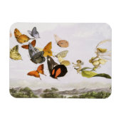  vlinders en lichte oude illustratie magneet (Horizontaal)