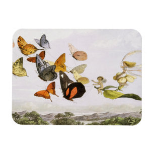  vlinders en lichte oude illustratie magneet