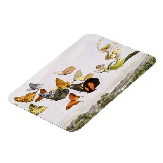 vlinders en lichte oude illustratie magneet (Linkerzijde)