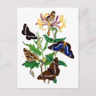 Vlinders en rode kamperfoelie briefkaart