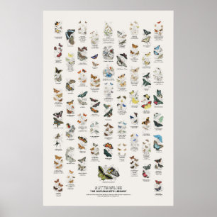 Vlinders - Naturalist's Library Poster