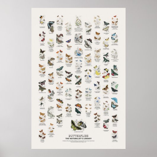 Vlinders - Naturalist's Library Poster (Voorkant)