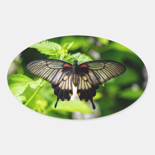 vlinders ovale sticker (Voorkant)
