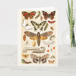 vlinders rupsen illustratiekunst kaart