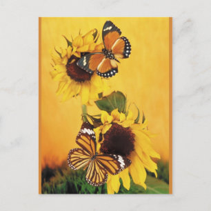 Vlinders van de zomer 1 briefkaart