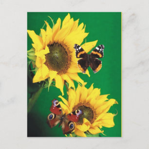 Vlinders van de zomer 2 briefkaart