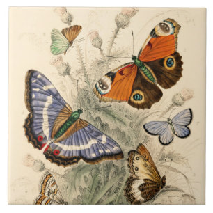 vlinders van Oliver Goldsmith Tegeltje