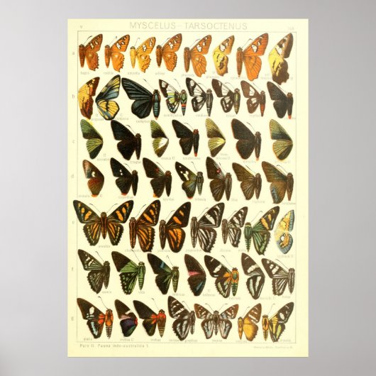  vlindersoortendiagram poster (Voorkant)
